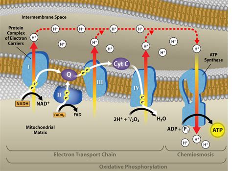 7.4: Oxidative Phosphorylation .